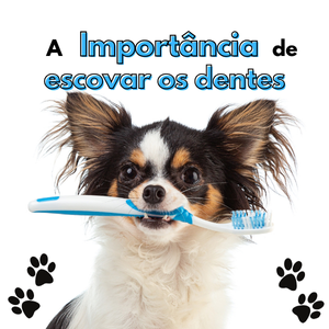 Gaiola espaçosa para pássaros, design moderno em tons de branco e azul