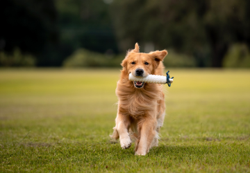 Beagle