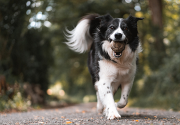 King Charles Cavalier
